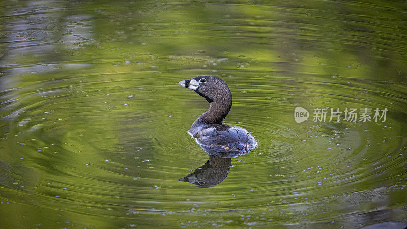 各种各样的账单grebe, pid -billed grebe, American dabchick。